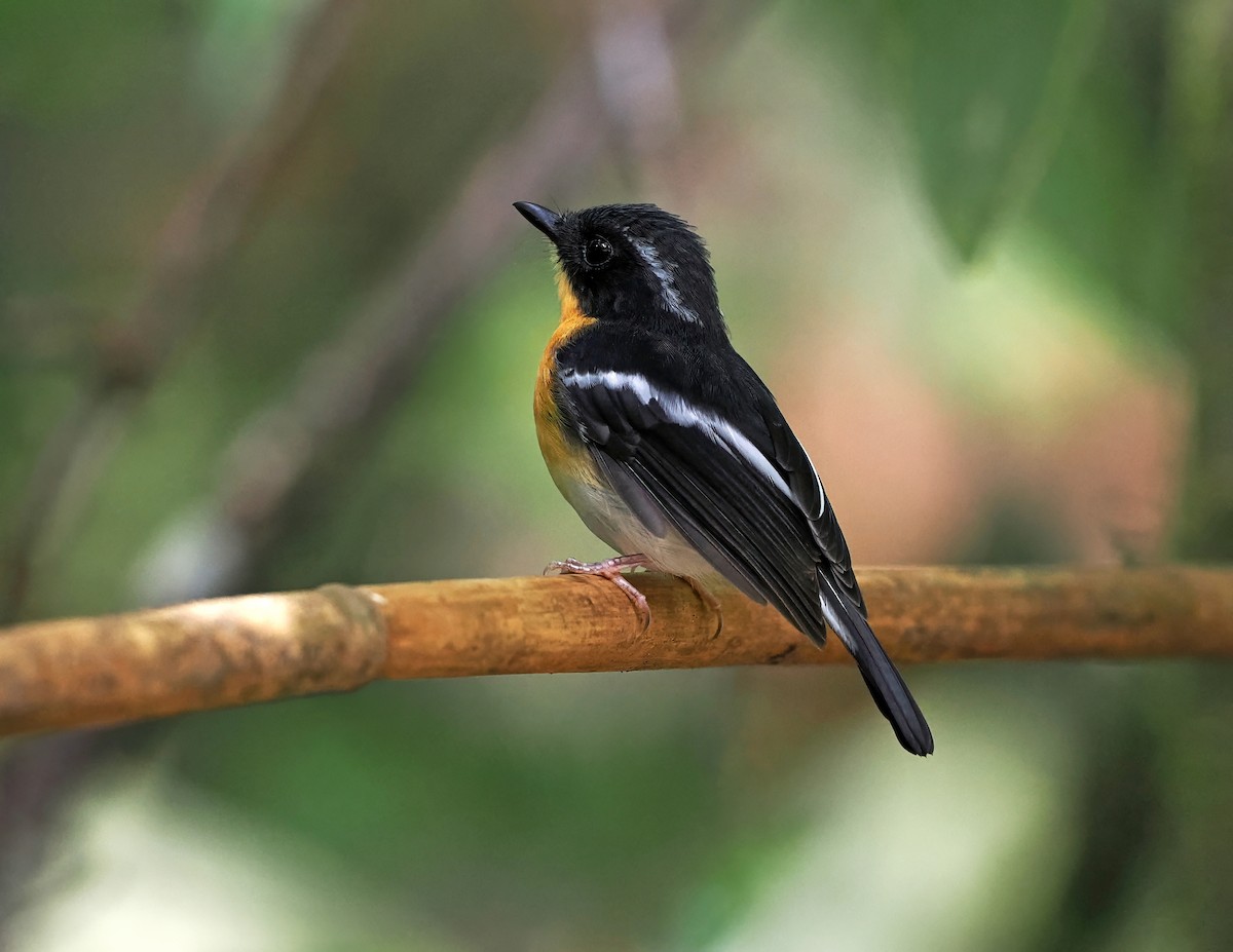 Rufous-chested Flycatcher - ML638975634