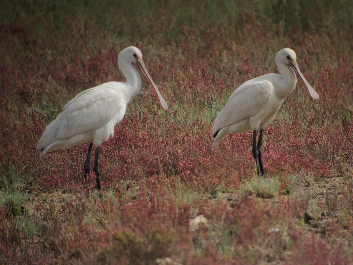 skjestork - ML638975636