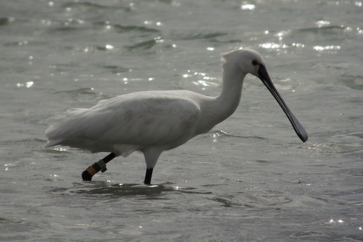 skjestork - ML638975643