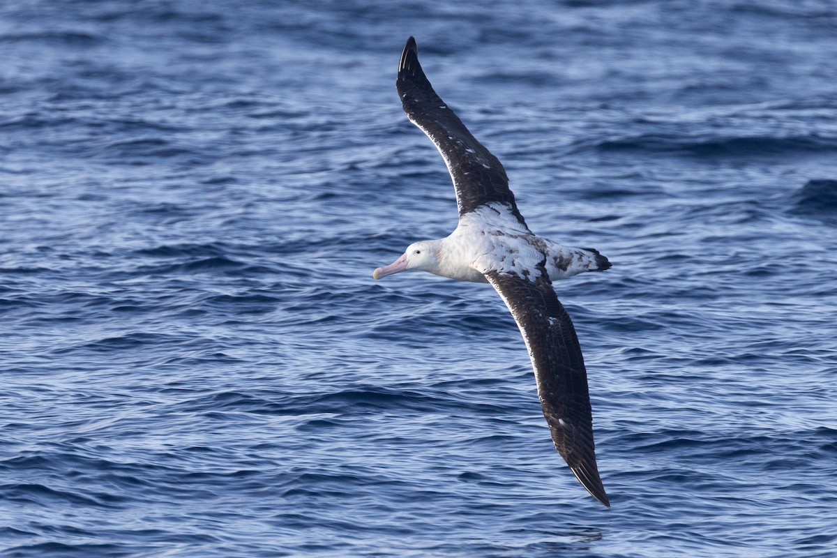 Snowy/Tristan/Antipodean Albatross - ML638975697