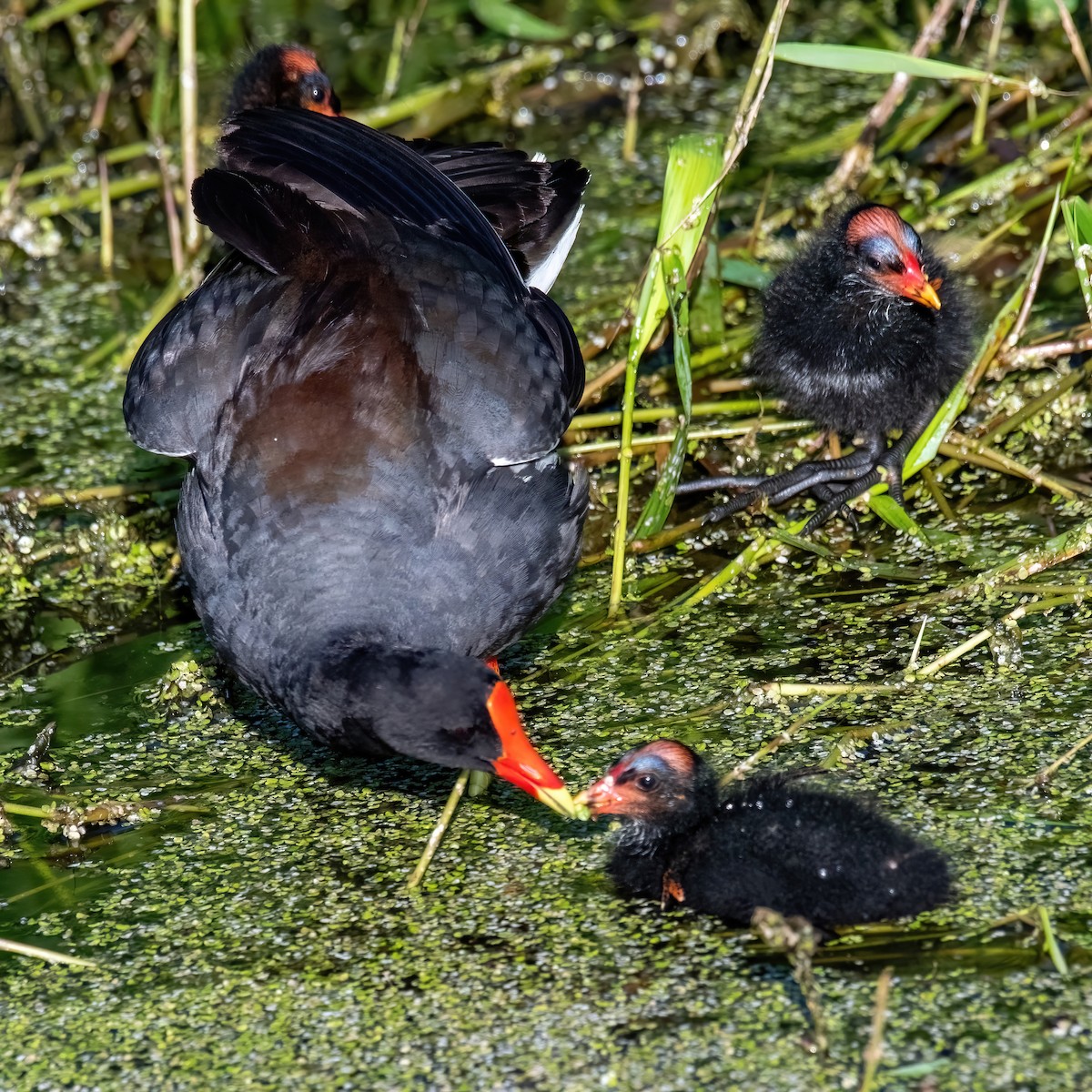 Common Gallinule - ML638975736