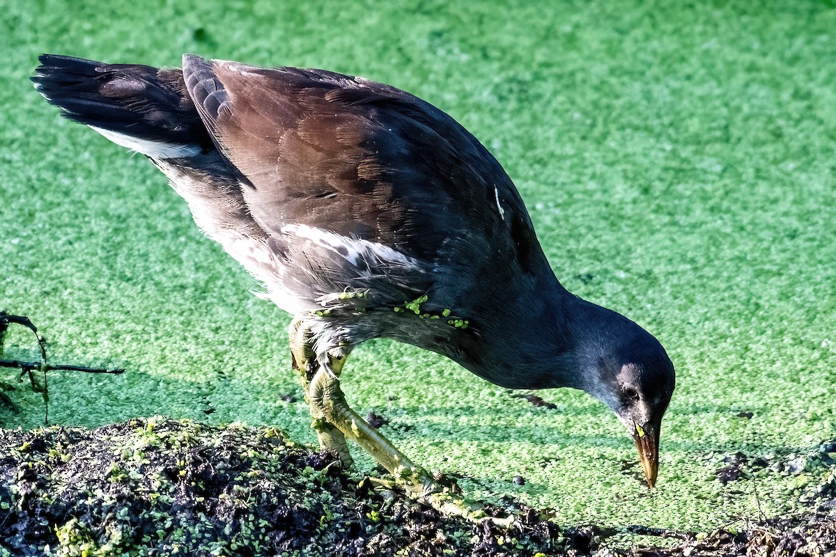 Common Gallinule - ML638975742