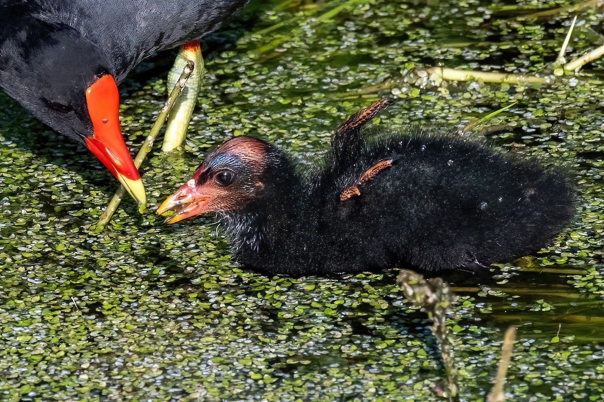 Common Gallinule - ML638975744
