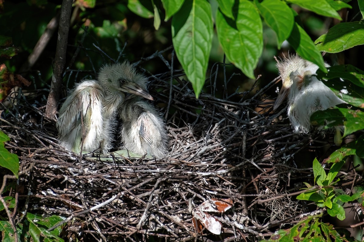 Little Blue Heron - ML638975749