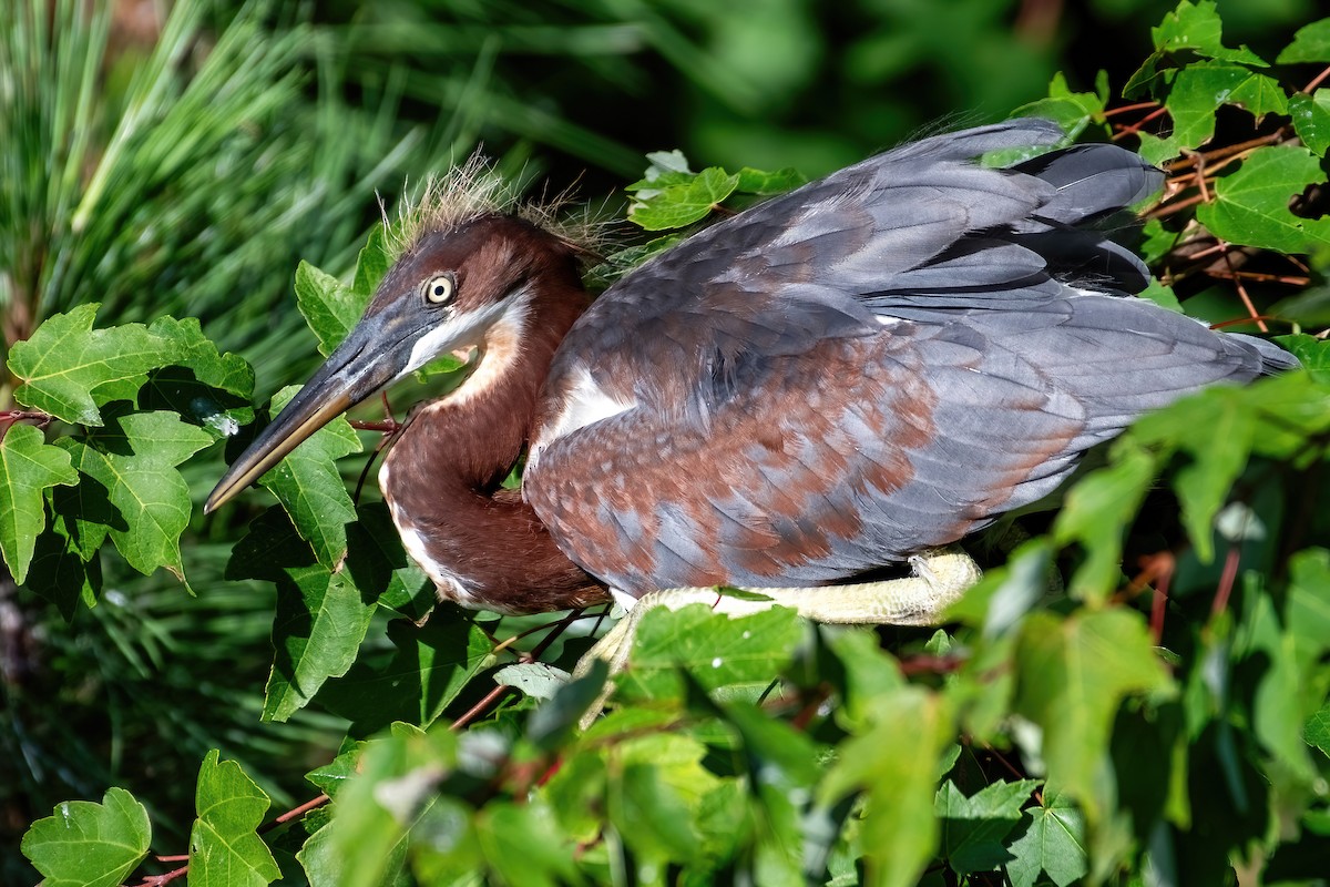 Tricolored Heron - ML638975756