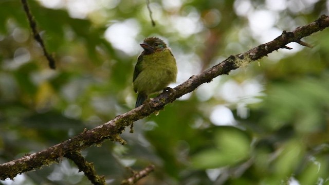 Mountain Barbet - ML638975769