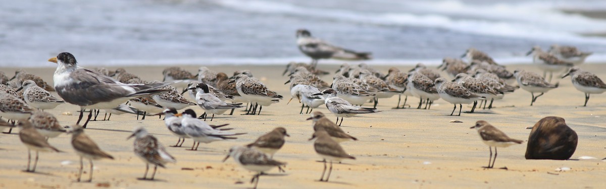 Tibetan Sand-Plover - ML638975785