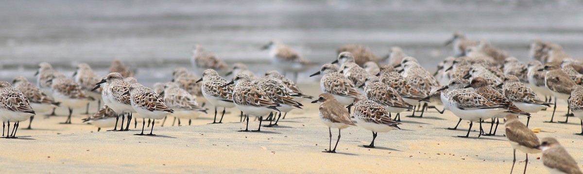 Tibetan Sand-Plover - ML638975786