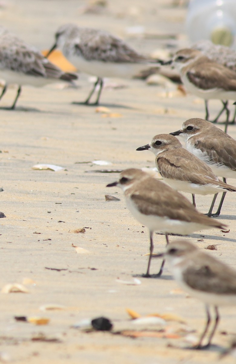 Tibetan Sand-Plover - ML638975787