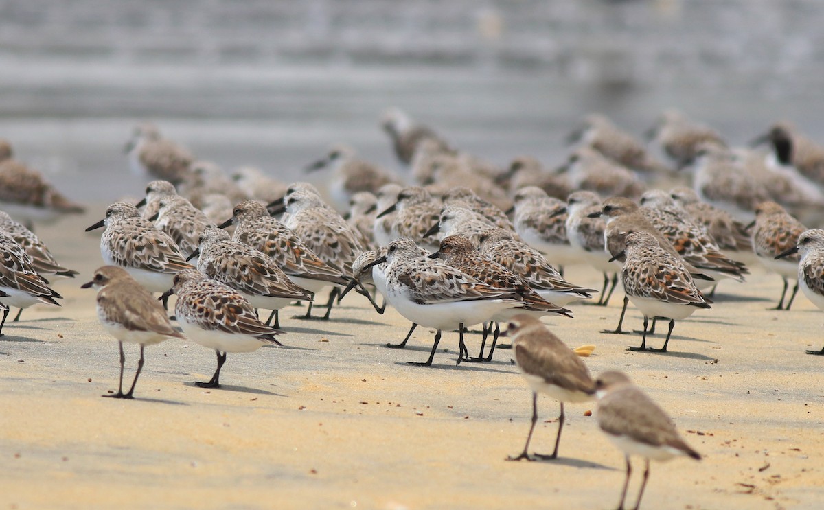 Tibetan Sand-Plover - ML638975788