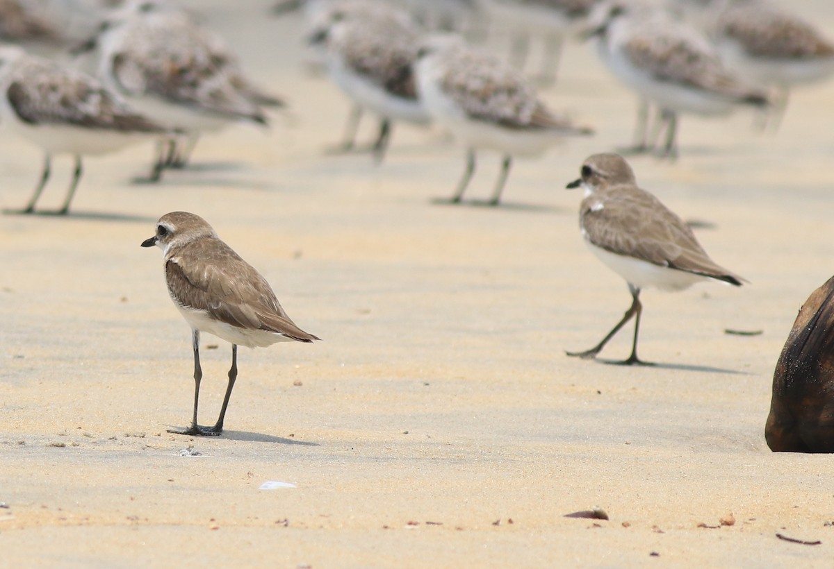Tibetan Sand-Plover - ML638975789