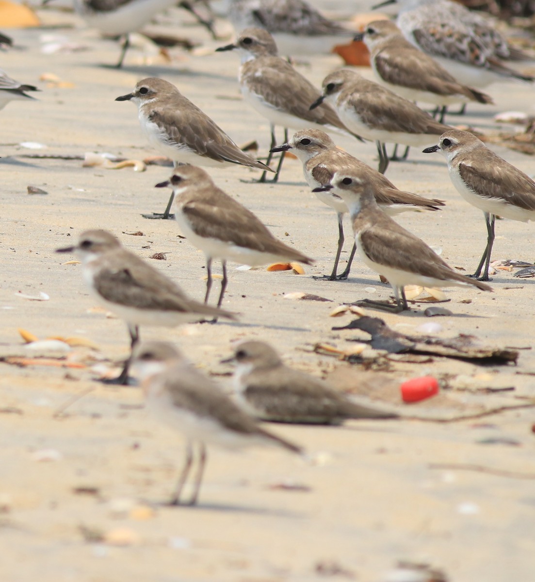 Tibetan Sand-Plover - ML638975790