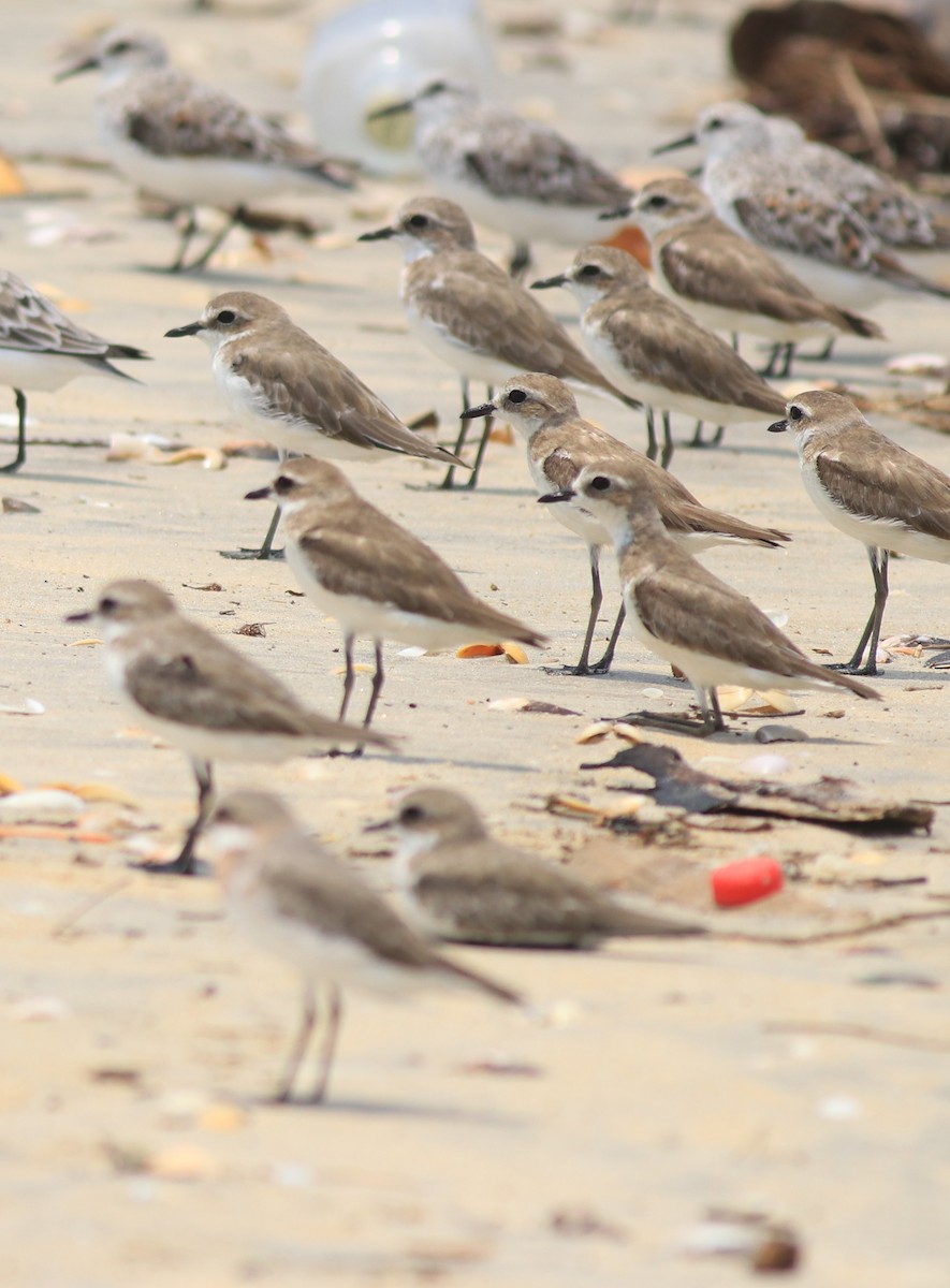 Tibetan Sand-Plover - ML638975791