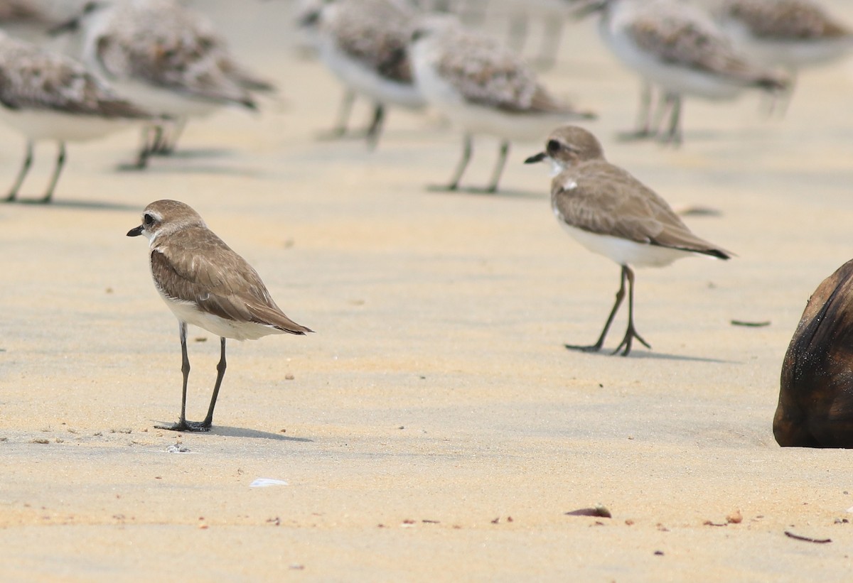 Tibetan Sand-Plover - ML638975792