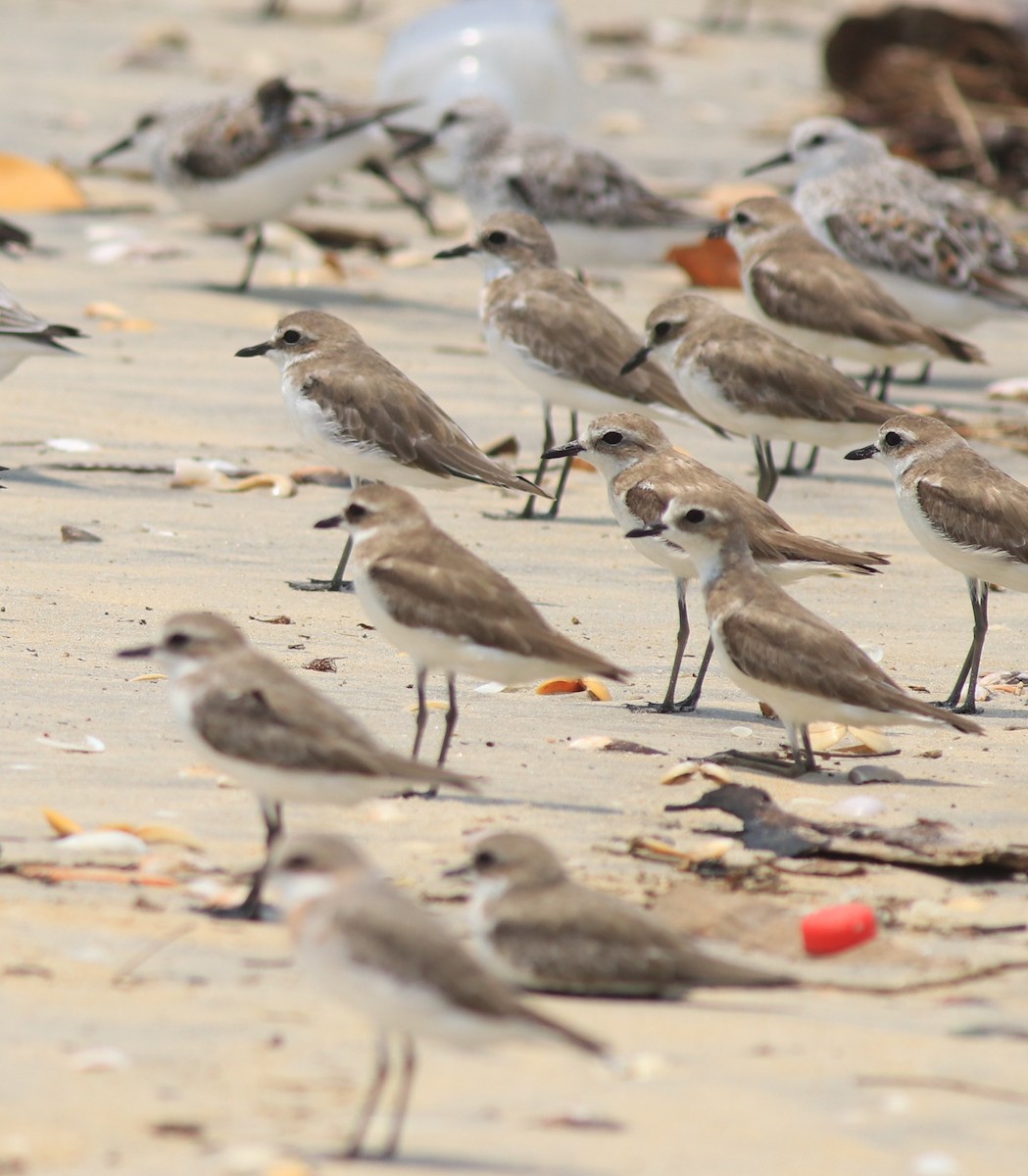 Tibetan Sand-Plover - ML638975793