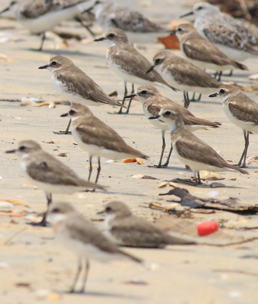 Tibetan Sand-Plover - ML638975794