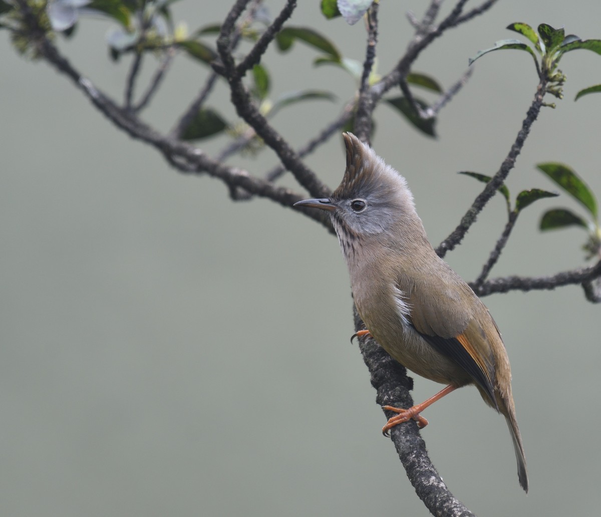 Stripe-throated Yuhina - ML638975813