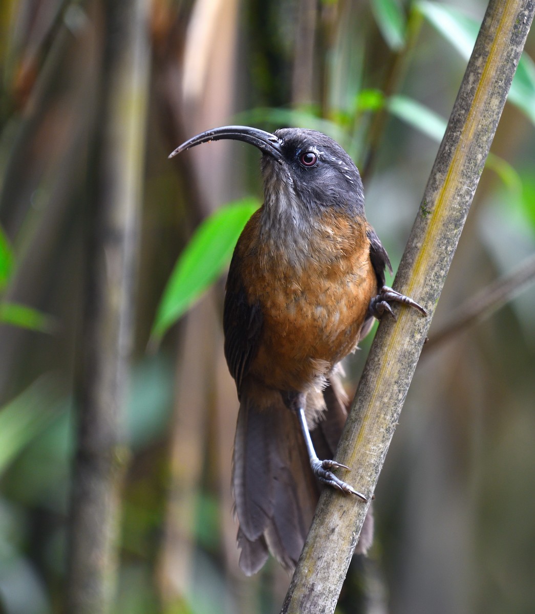 Slender-billed Scimitar-Babbler - ML638975820