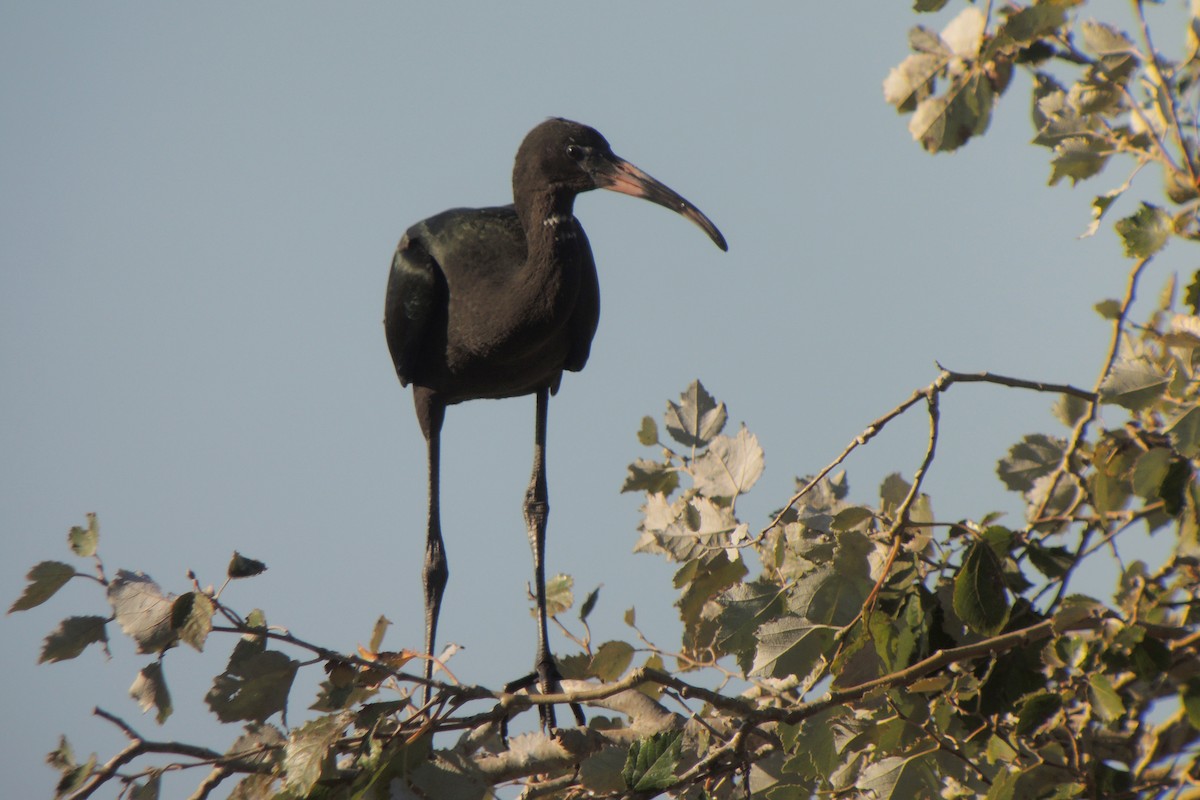 Morito Común - ML638975829