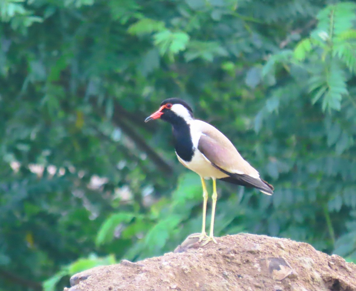 Red-wattled Lapwing - ML638975838