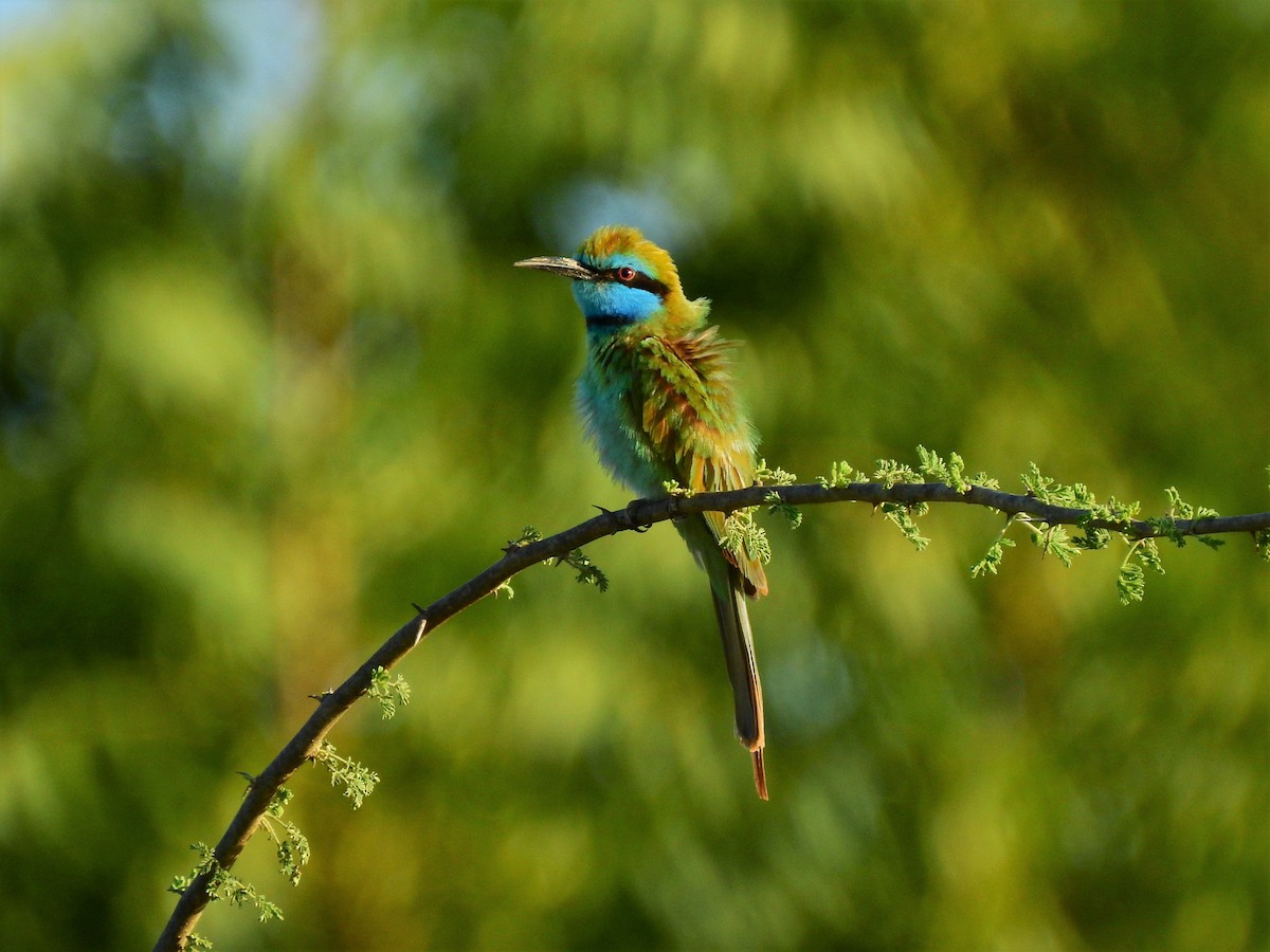 Arabian Green Bee-eater - ML638975851