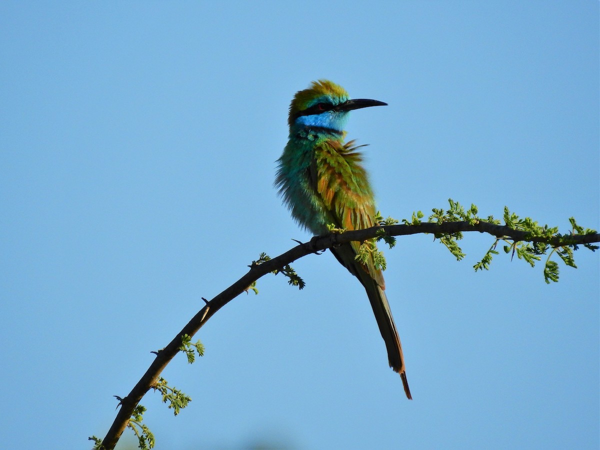 Arabian Green Bee-eater - ML638975852