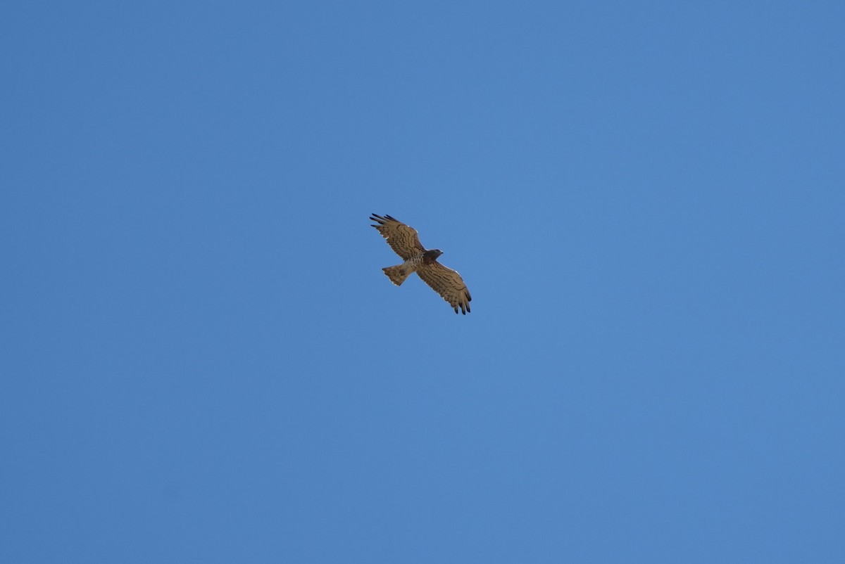 חיוויאי הנחשים - ML638975873
