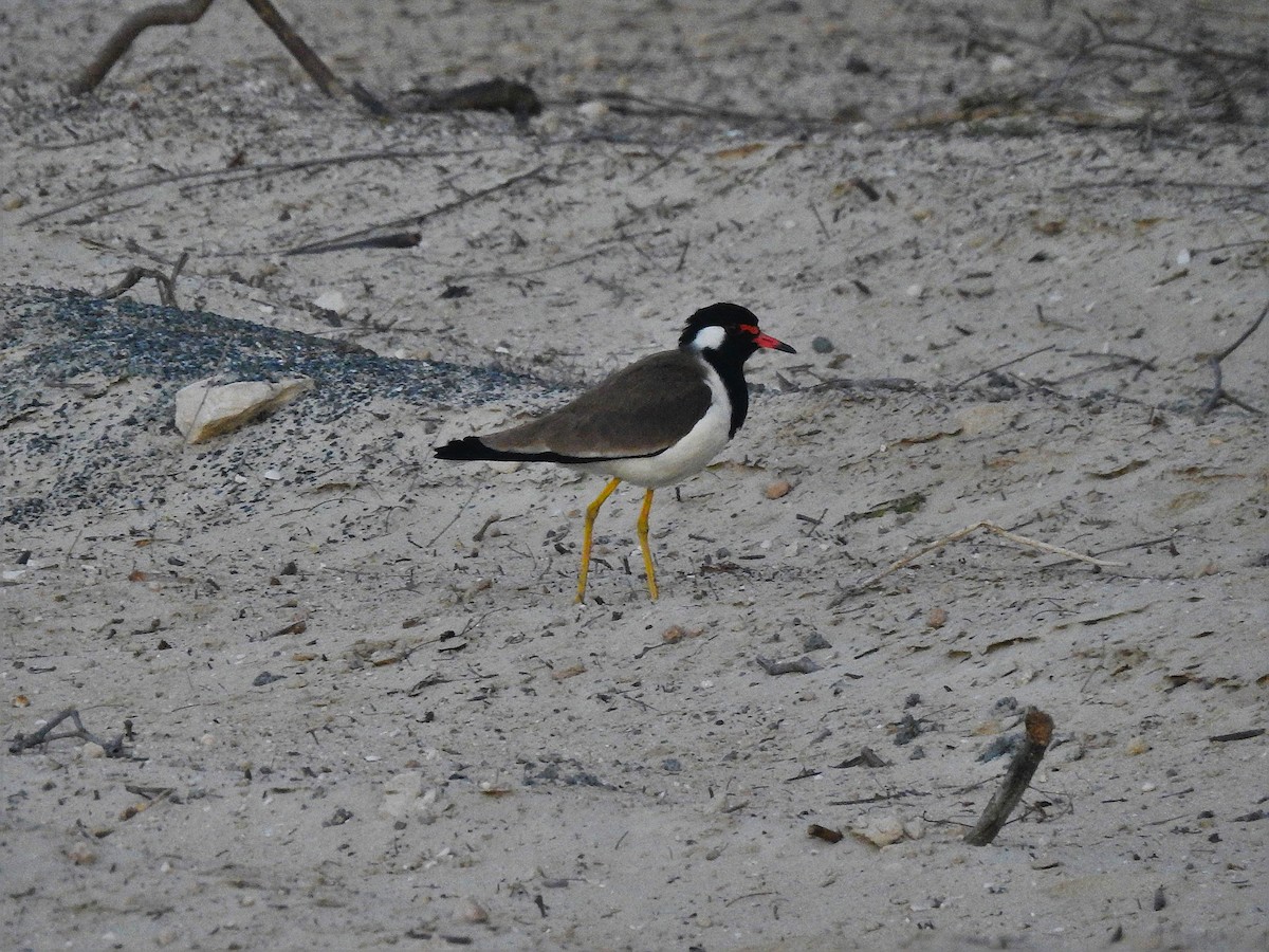 Red-wattled Lapwing - ML638975970