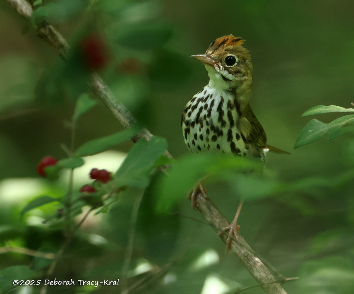 Ovenbird - ML638975972