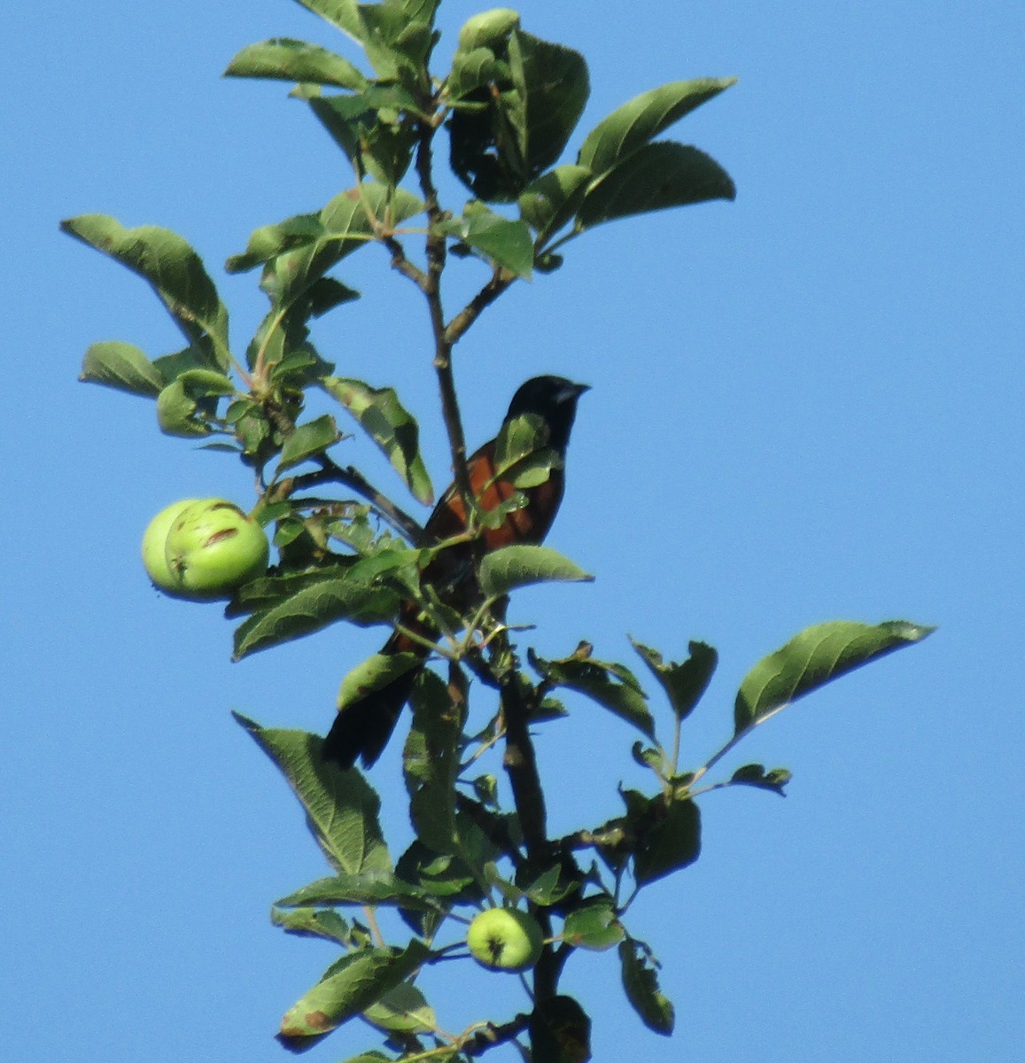 Orchard Oriole - ML638975990
