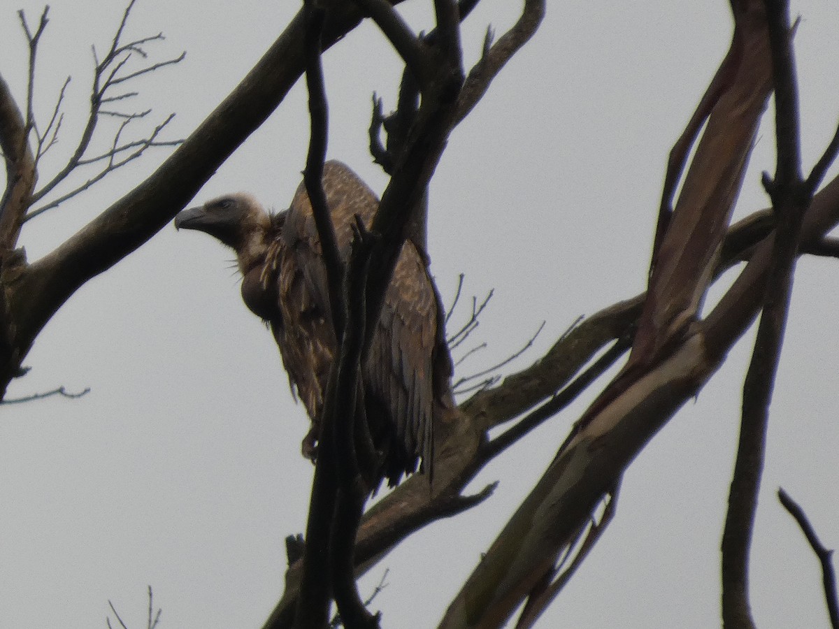 White-backed Vulture - ML638976003