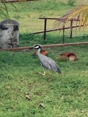 Yellow-crowned Night Heron - ML638976012