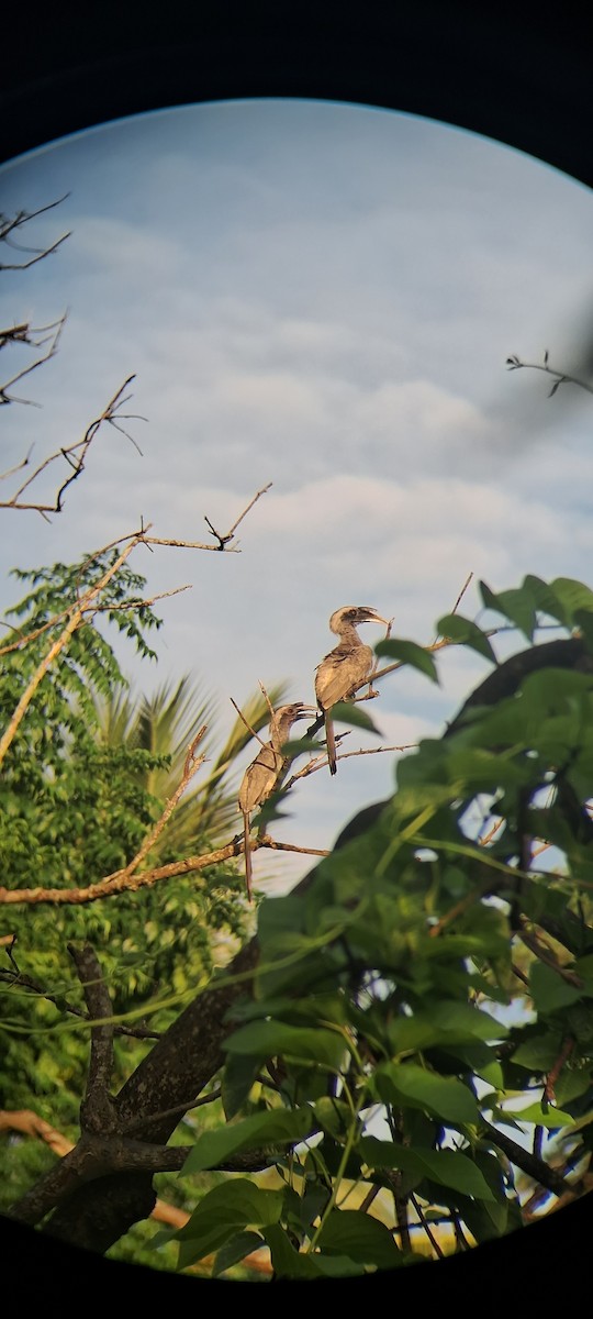 Indian Gray Hornbill - ML638976022