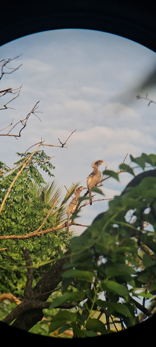 Indian Gray Hornbill - ML638976023
