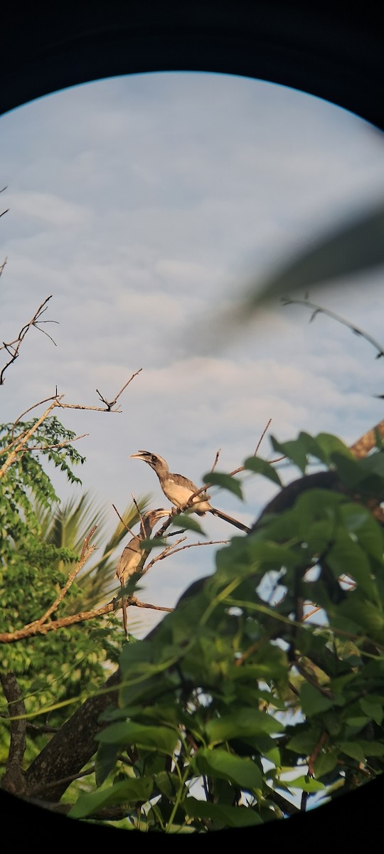Indian Gray Hornbill - ML638976024