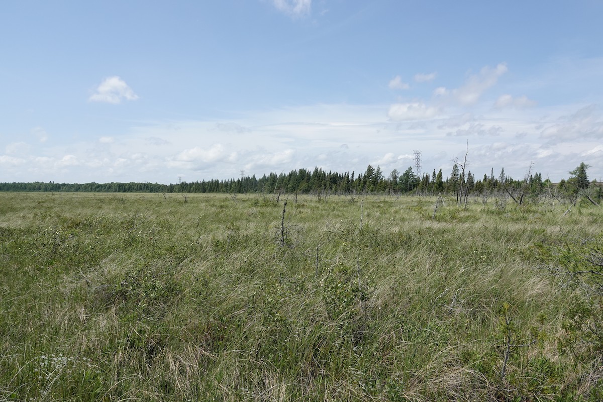 null - ML638976054