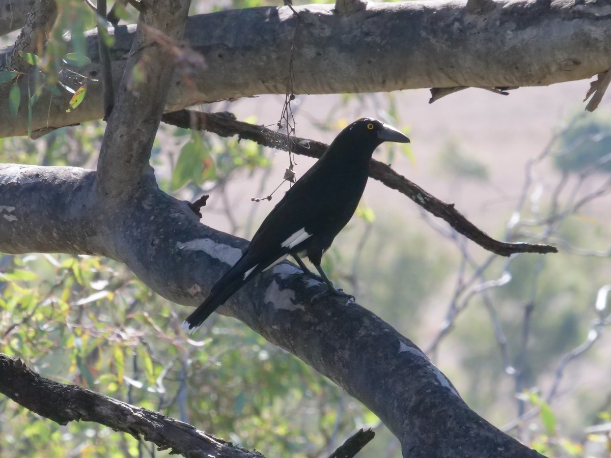 Pied Currawong - ML638976063