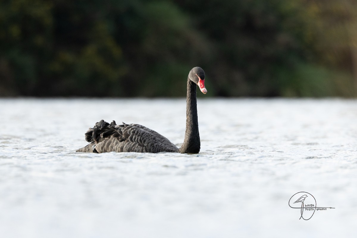 Black Swan - ML638976138