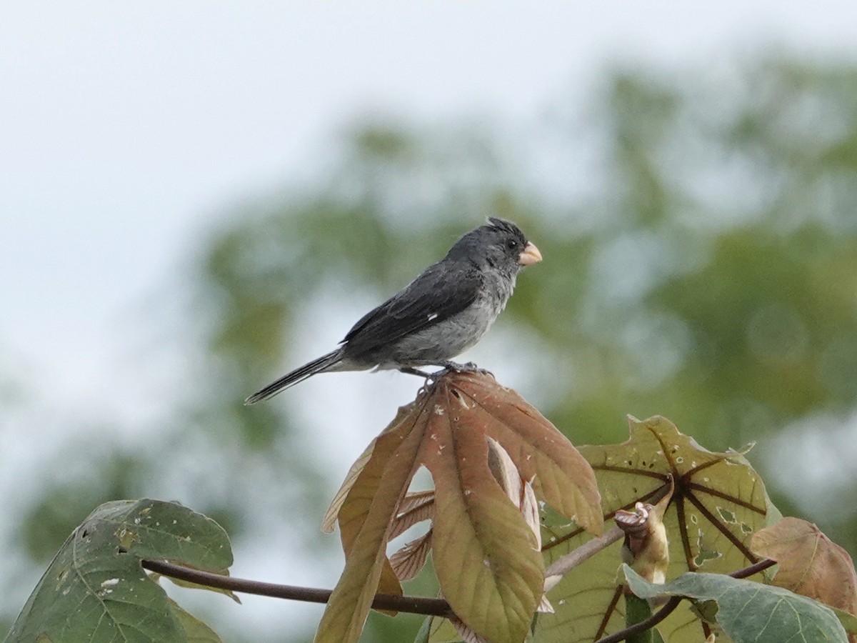 Gray Seedeater - ML638976188