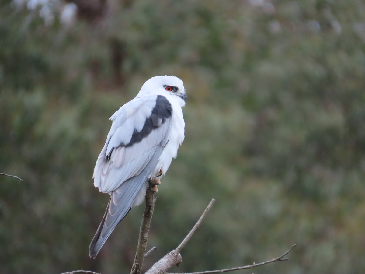 Black-shouldered Kite - ML638976213