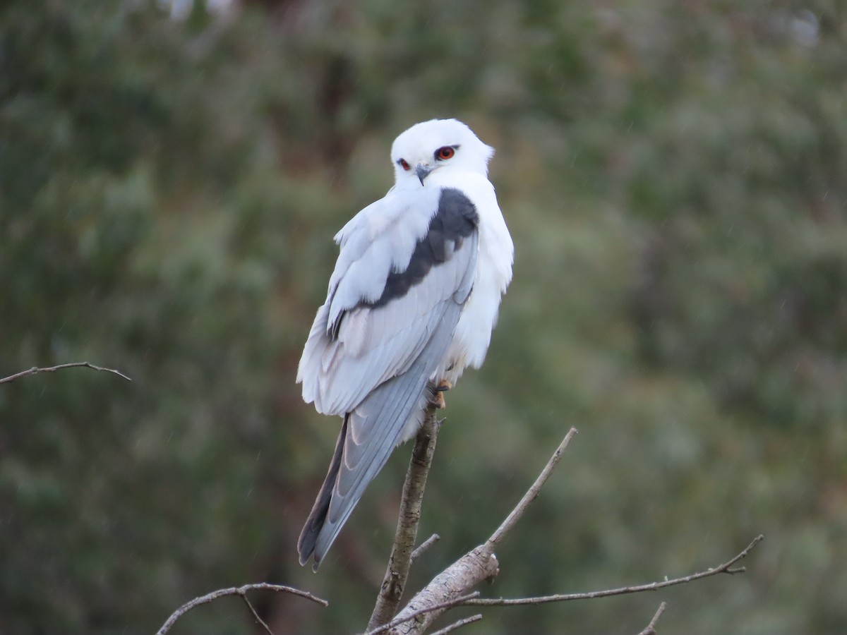 Black-shouldered Kite - ML638976214