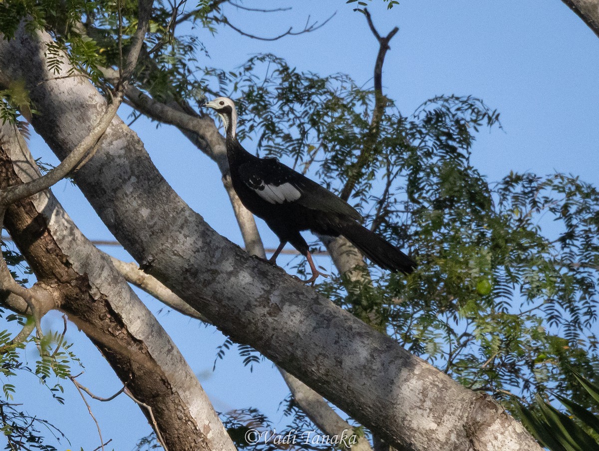 White-throated Piping-Guan - ML638976224