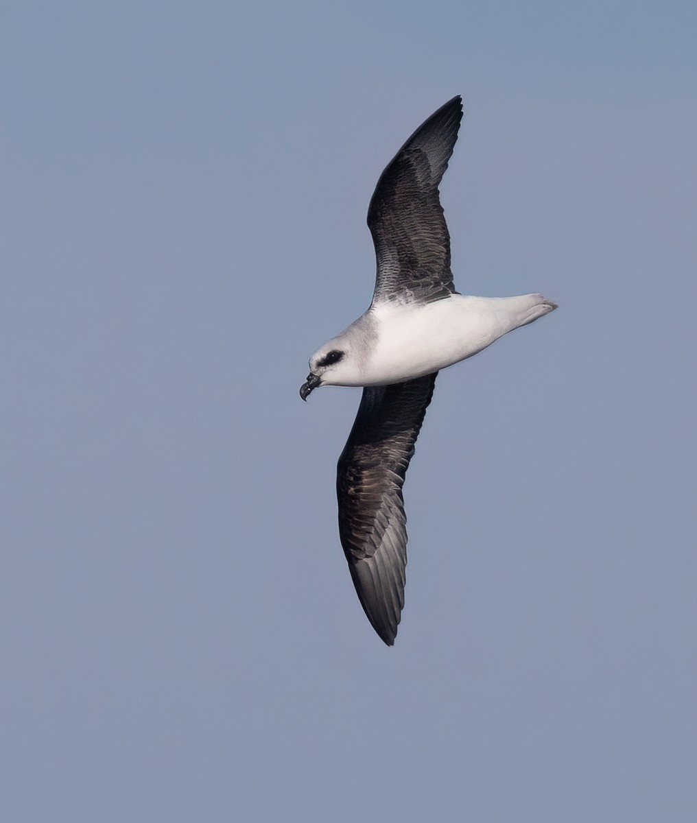 White-headed Petrel - ML638976234