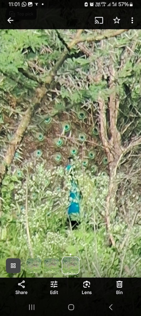 Indian Peafowl - ML638976237