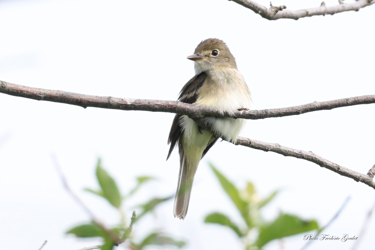 Alder Flycatcher - ML638976289