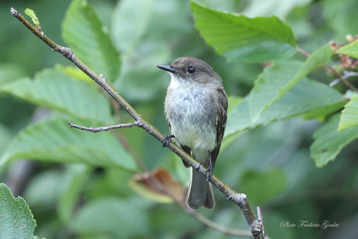 Eastern Phoebe - ML638976299
