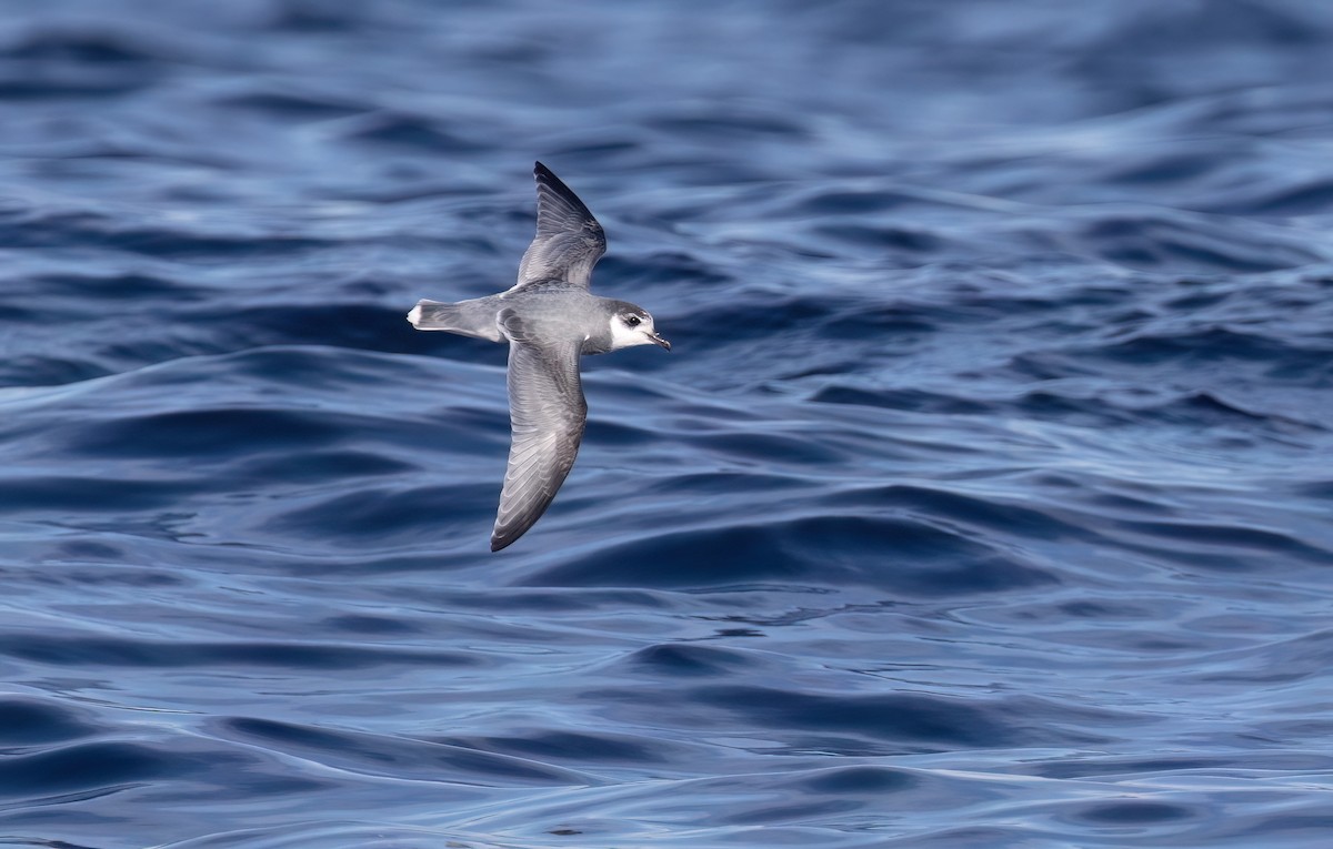 Blue Petrel - ML638976314