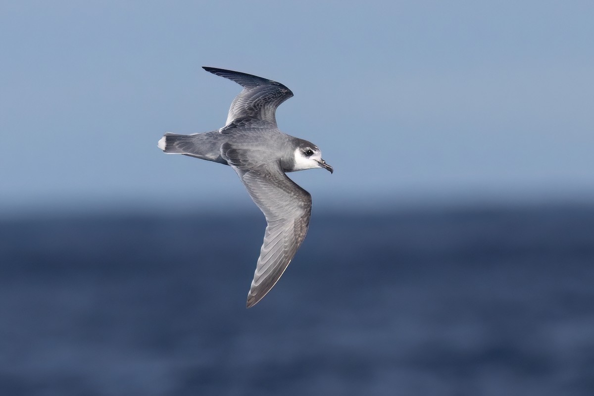 Blue Petrel - ML638976316