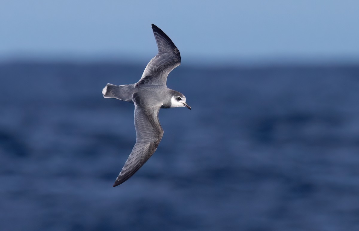 Blue Petrel - ML638976317