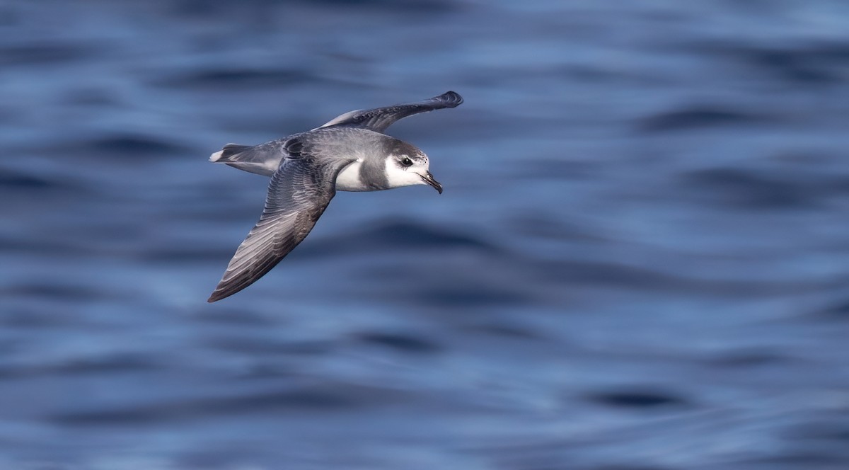 Blue Petrel - ML638976322